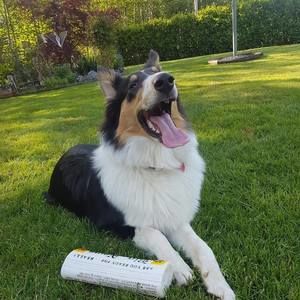 Meet your Posher, Sammy